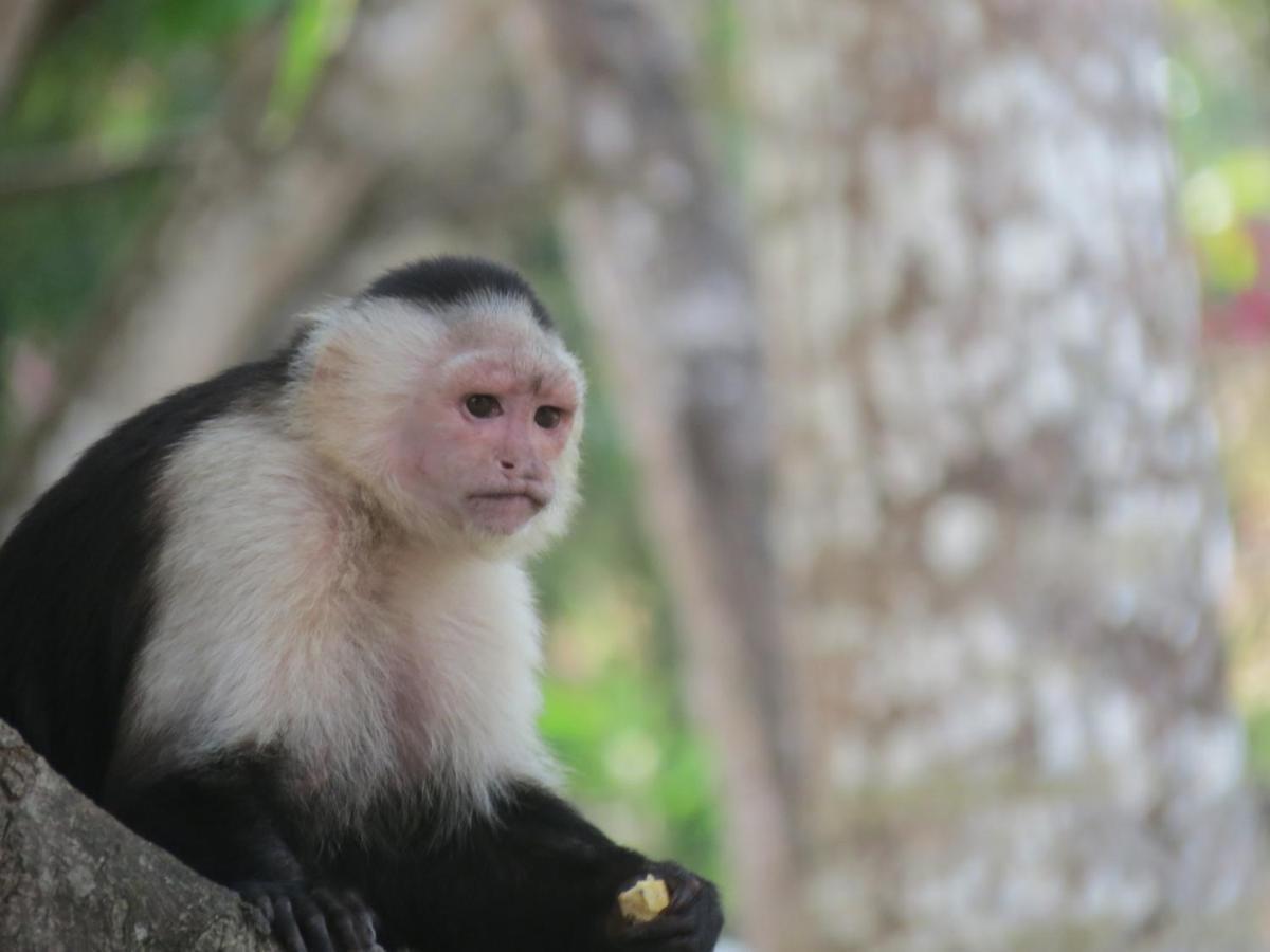 Monkey Lodge Panama Chilibre المظهر الخارجي الصورة
