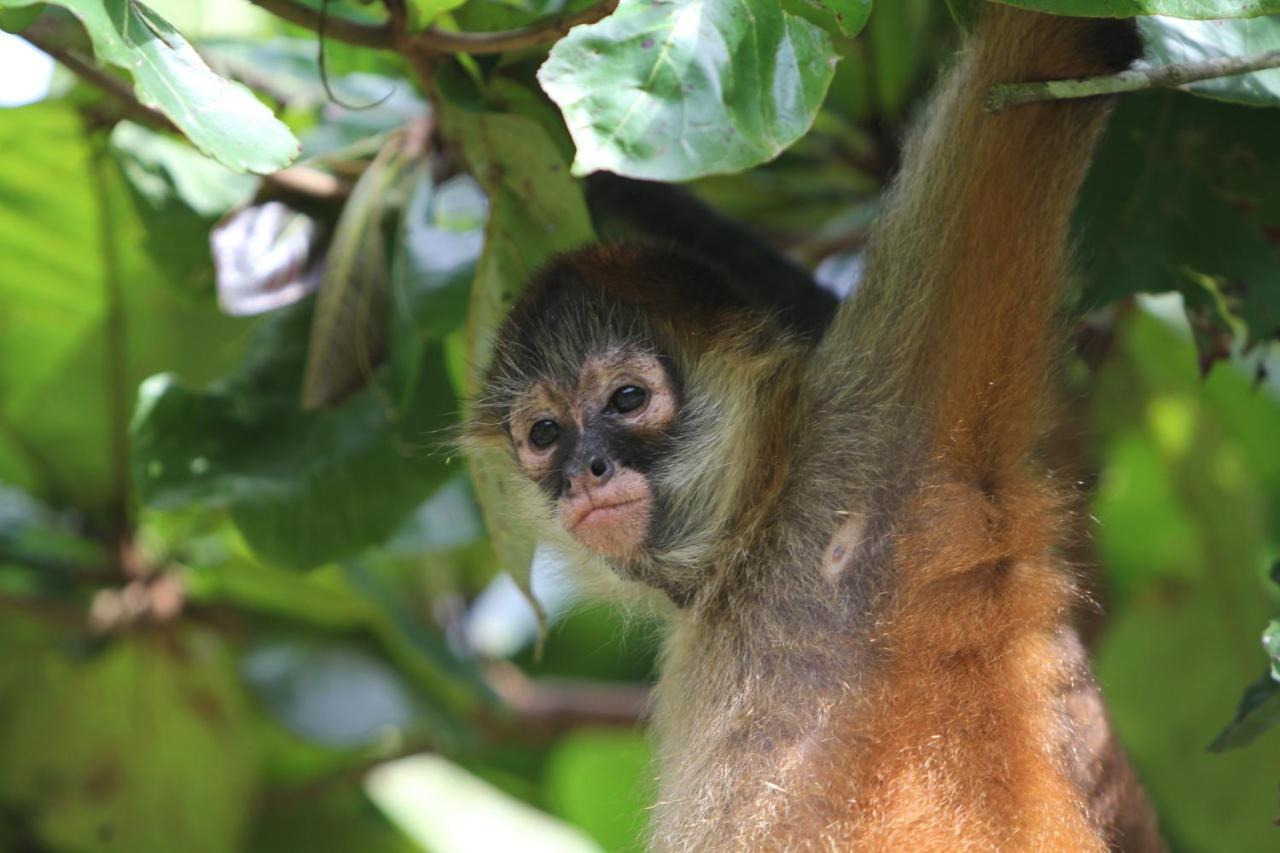 Monkey Lodge Panama Chilibre المظهر الخارجي الصورة